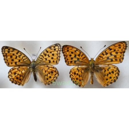 Argynnis adippe (Denis & Schiffermüller, 1775) pair Poland20e